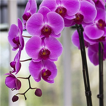 漂亮,紫色,兰花