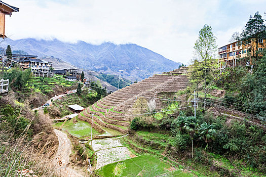 乡村,区域,龙胜,稻米梯田