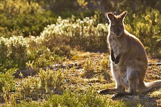 小袋鼠,国家公园,塔斯马尼亚,澳大利亚