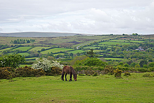 达特姆尔高原,小马,放牧,土地,德文郡,英格兰