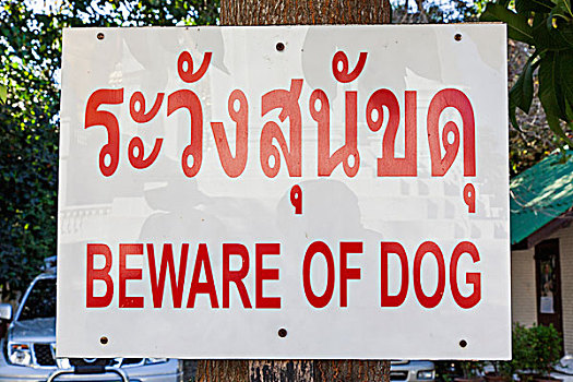 泰国,清迈,狗,签到,英国