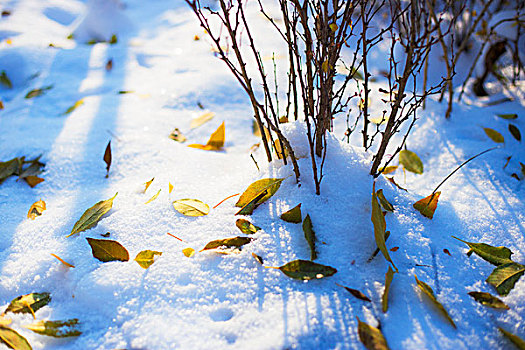 雪