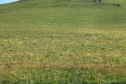 内蒙古西乌珠穆沁大草原美景