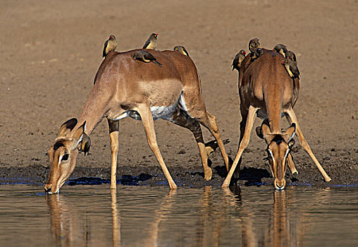 黑斑羚,牛椋鸟,红嘴牛椋鸟,克鲁格国家公园,南非,非洲