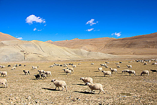 蓝天白云下的牛羊群