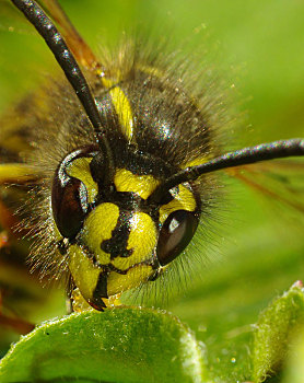 黄蜂,头部,大,昆虫,大眼睛,普通