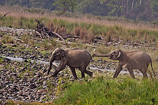 印度,亚洲象,河床,国家公园