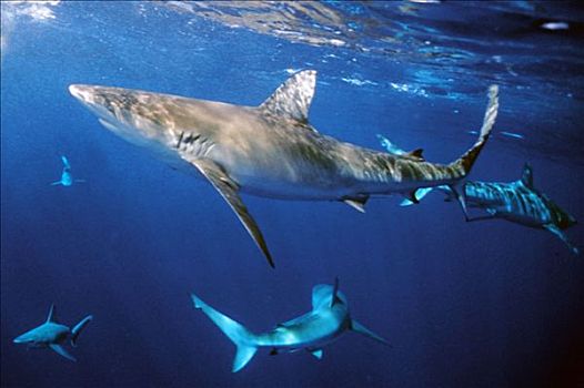 加拉帕戈斯,鲨鱼,直翅真鲨,夏威夷,美国