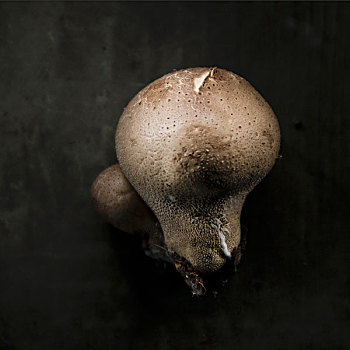 蘑菇,黑色背景