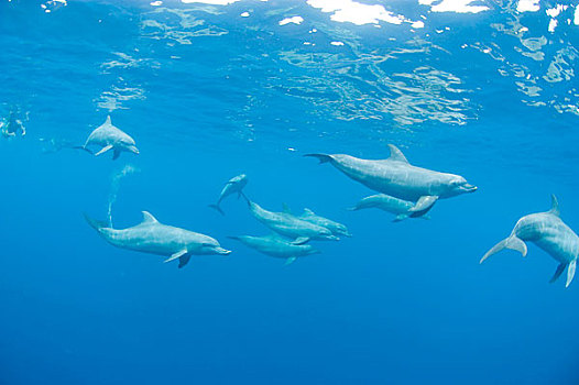 海洋生物