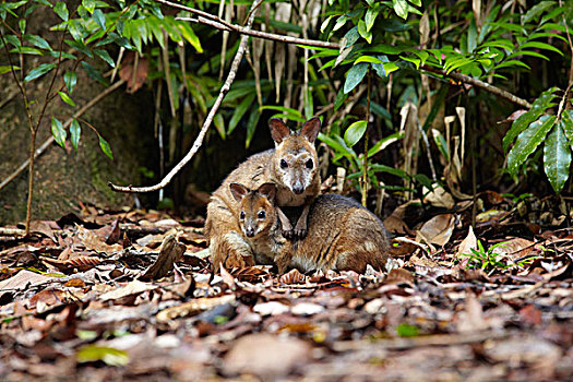 雌性,幼兽,依偎,一起,阿瑟顿高原,昆士兰,澳大利亚