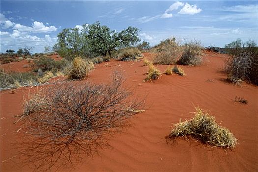 红色,沙子,内陆,西澳大利亚,澳大利亚
