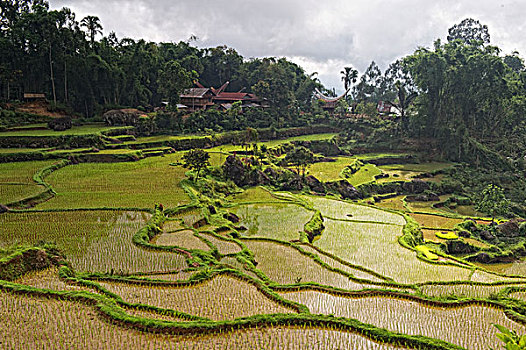 稻米梯田,靠近,苏拉威西岛,印度尼西亚,东南亚