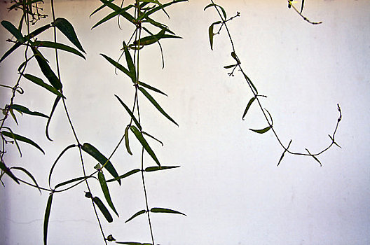 竹子,叶子,白墙