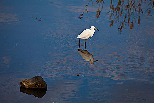 北戴河,湿地,观鸟