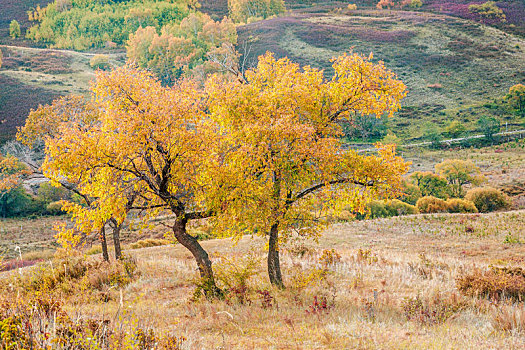 秋天乌兰布统草原上金黄色的树