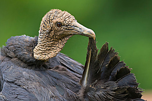 黑美洲鹫,打扮,北方,哥斯达黎加
