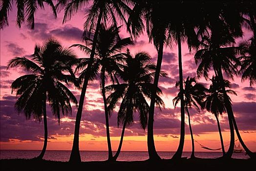棕榈树,日落,胜地,南,巴哈马