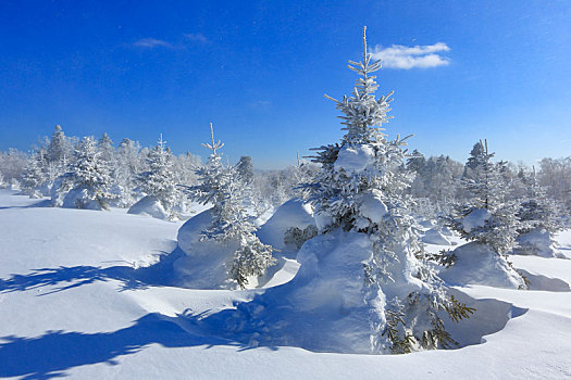 延边,国家森林公园,雪景