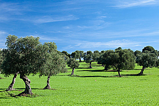 特色,风景,橄榄树,安达卢西亚,西班牙,欧洲