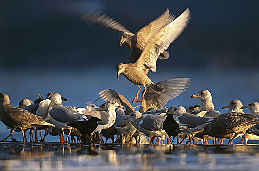 河边,黃昏,美国,阿拉斯加,自然,动物,野生动物,狩猎动物,鸟,海鸥,鸥科,觅食,吃,生物群,许多,水