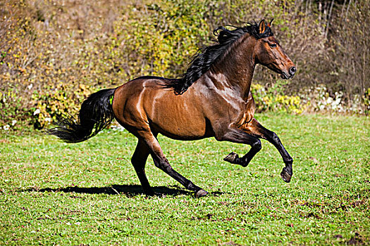 褐色,马,驰骋,草地,奥地利,欧洲