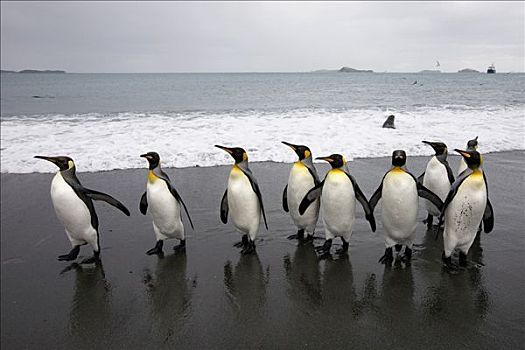 帝企鹅,海滩,南乔治亚,南极