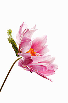 粉色,日本银莲花