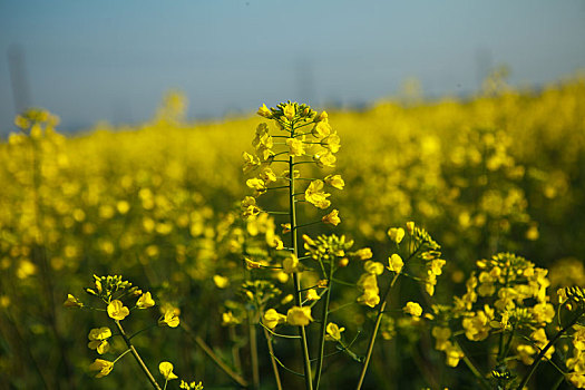 油菜