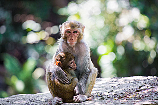有爱的猴子