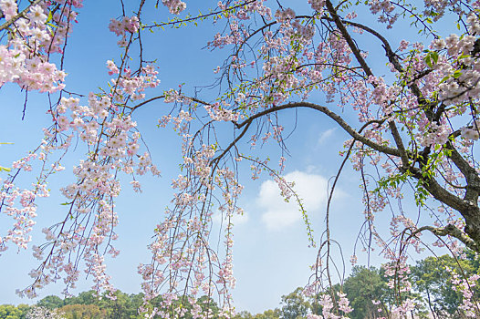 初春樱花园风光