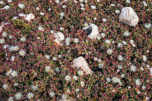 冰植物,富埃特文图拉岛,加纳利群岛,西班牙,欧洲