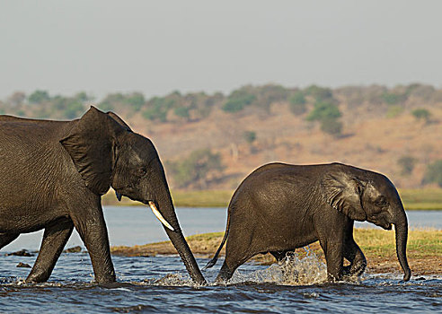 非洲象,女性,幼兽,穿过,乔贝,河,乔贝国家公园,博茨瓦纳,非洲
