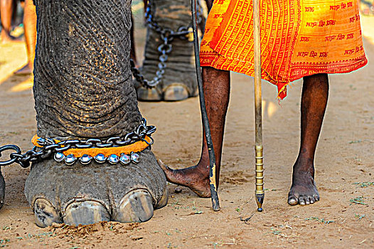 大象,脚,印度,庙宇,节日,喀拉拉,印度南部,亚洲