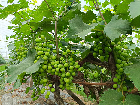 成长葡萄,未成熟葡萄