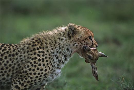 印度豹,猎豹,幼兽,头部,汤氏瞪羚,捕食,坦桑尼亚,东非