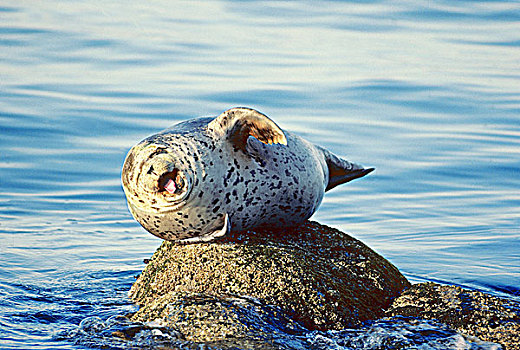 成年,斑海豹,晒太阳,石头,沿岸,不列颠哥伦比亚省,加拿大
