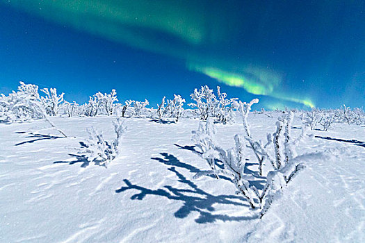 冰冻,树,遮盖,雪,北极光,市区,诺尔博滕县,拉普兰,瑞典