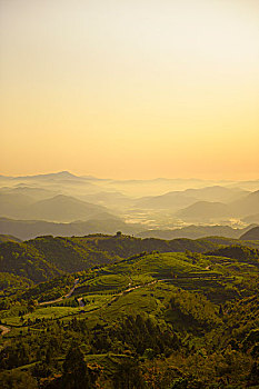 福建福鼎梯田茶园