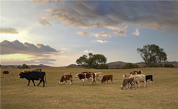 乌兰布统大草原的牛群