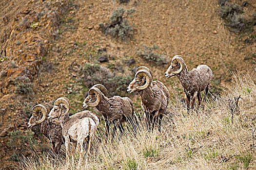 大角羊,不列颠哥伦比亚省,加拿大