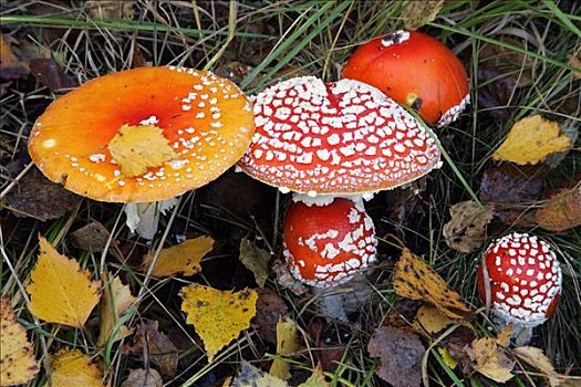 毒雨伞蘑菇图片