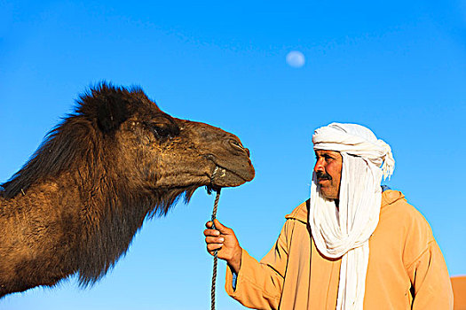 男人,骆驼,对视