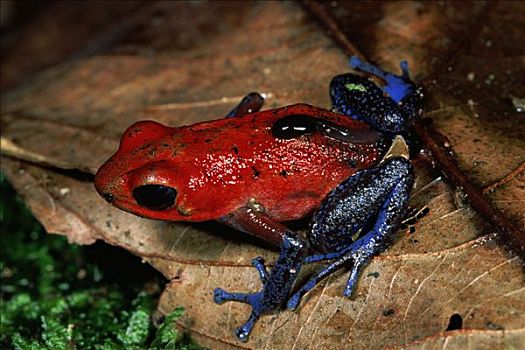 草莓箭毒蛙,雌性,蝌蚪,雨林,生物学,研究站,哥斯达黎加