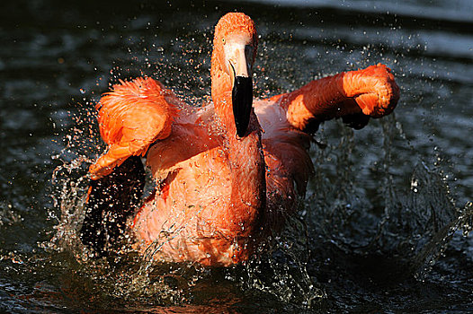 智利红鹤,溅,水中,特写