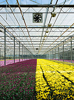 品种,菊花,现代,荷兰,温室