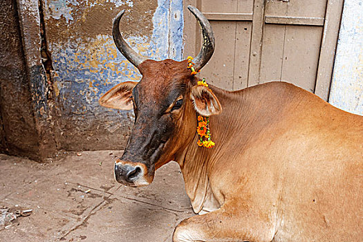母牛,花,瓦拉纳西,印度