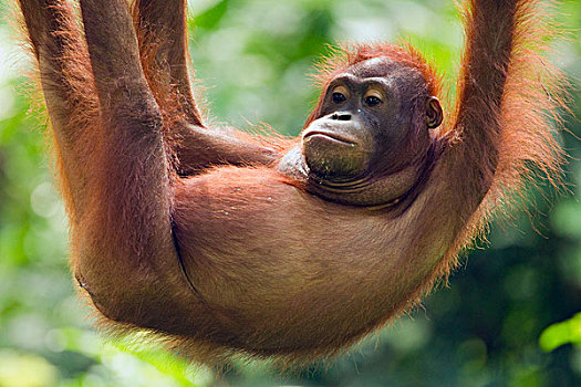 猩猩,黑猩猩,幼小,悬挂,沙巴,婆罗洲,马来西亚