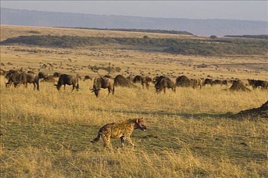 斑鬣狗,角马,牧群,马赛马拉,肯尼亚