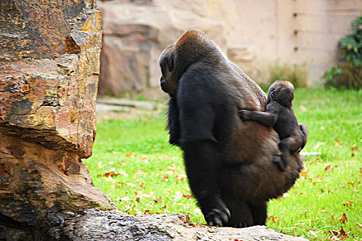 大猩猩背孩子